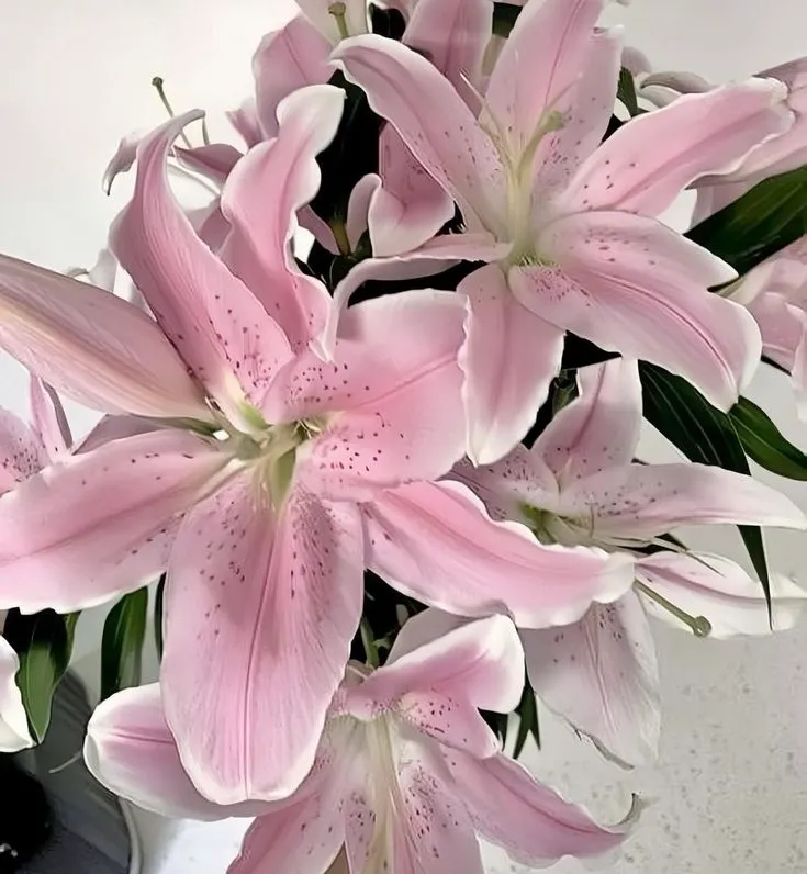 .✦ ݁˖ flowers ♡
