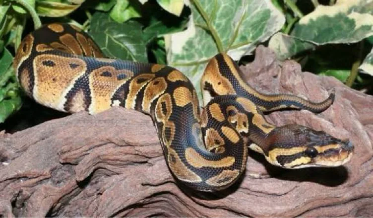 Ball python 