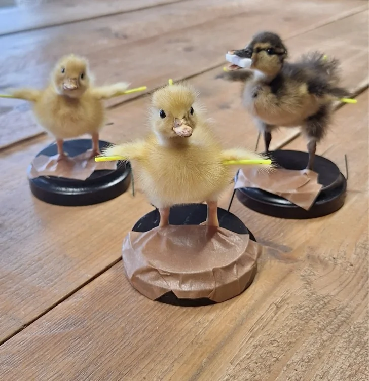 Taxidermy course duck