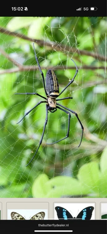 Taxidermy course insects 