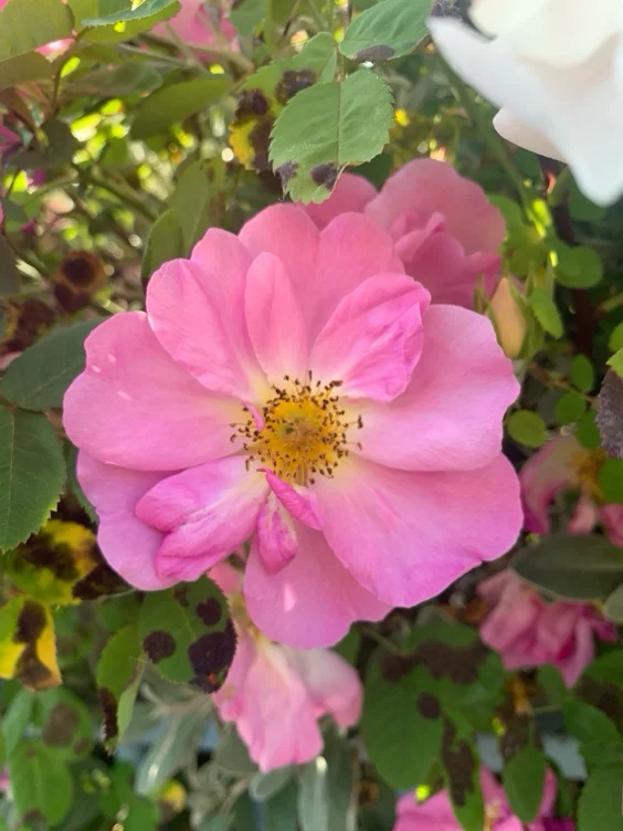 100 Pink Roses 