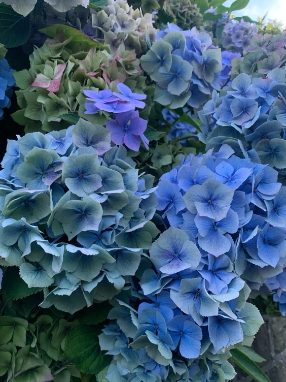 75 Hydrangeas 