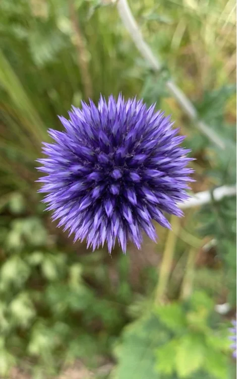 1000 Purple Spikies
