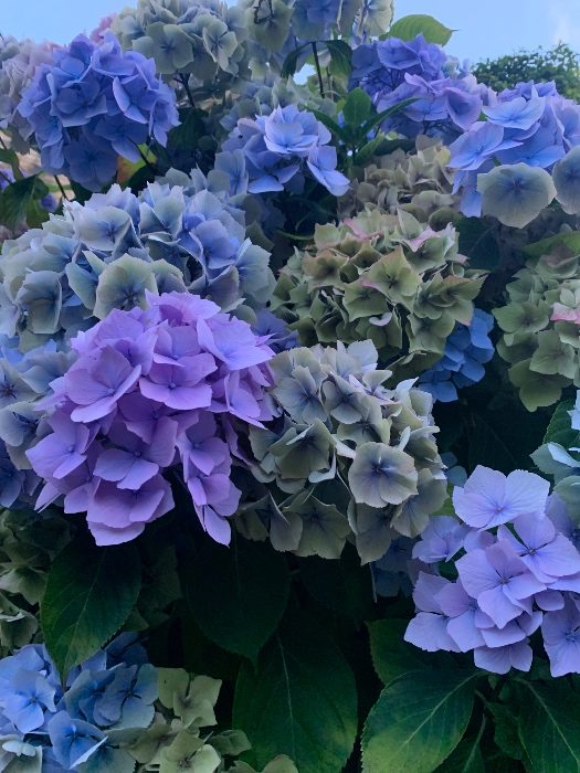 🌺flowers🌺 