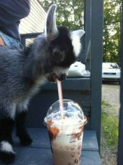 drinks!