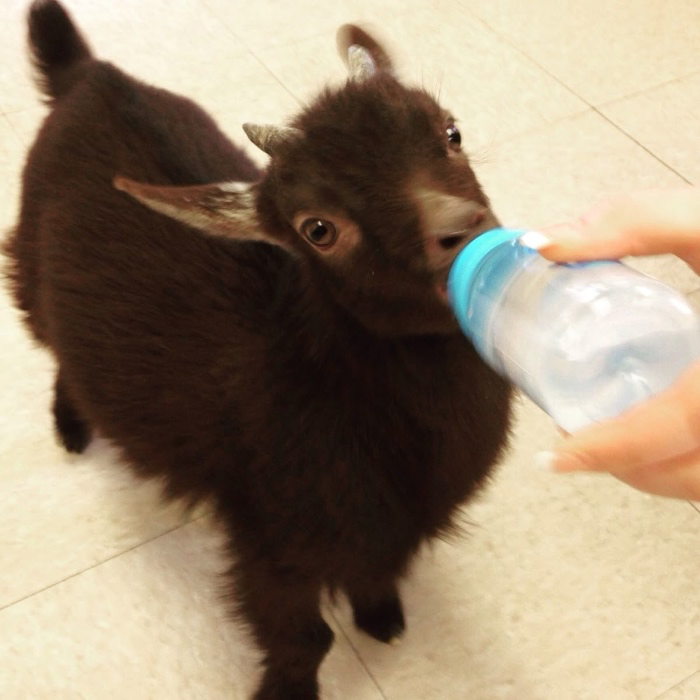 more soda 