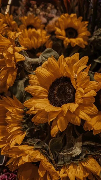 500 sunflowers 