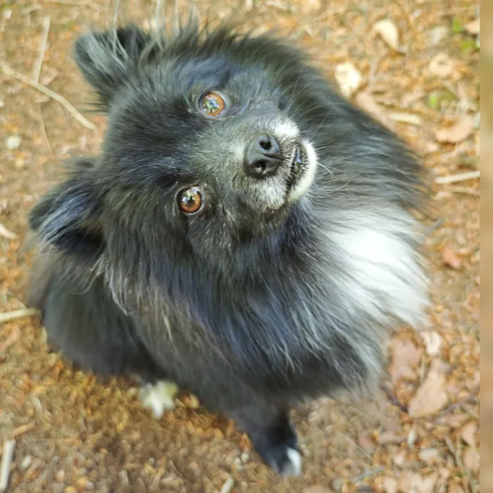 Snackos for Teddy