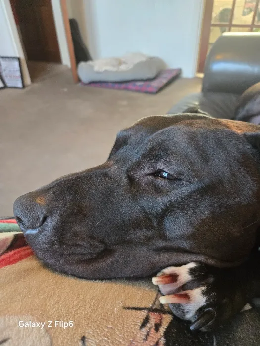 Vet bills 