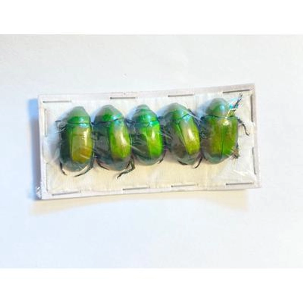 OVERSTOCK: Real Green Flower Beetles, 5 pack, Anomala cupripes A/A- Quality