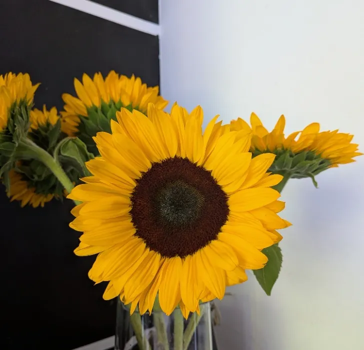100 sunflowers 
