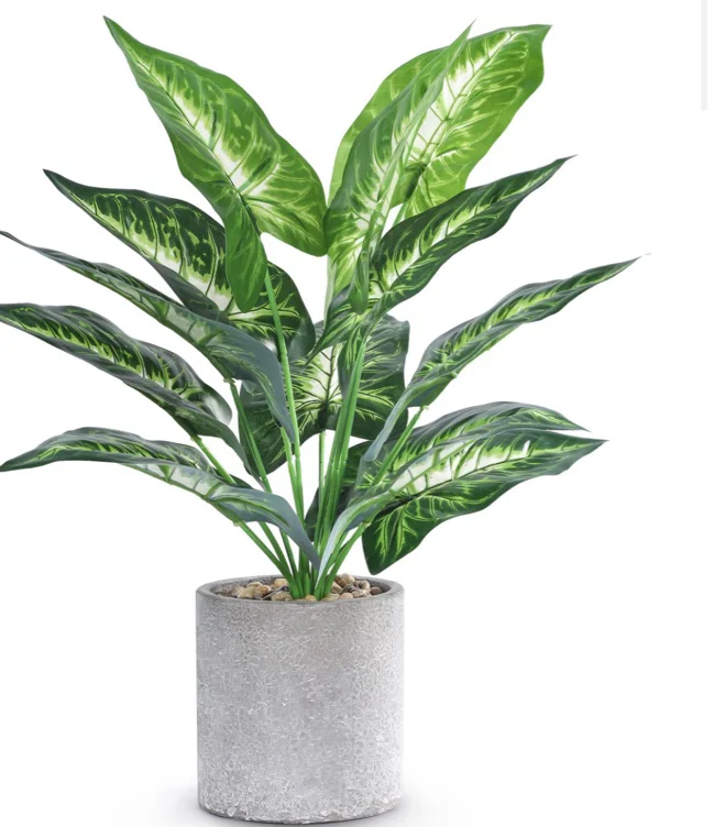 New house plant 