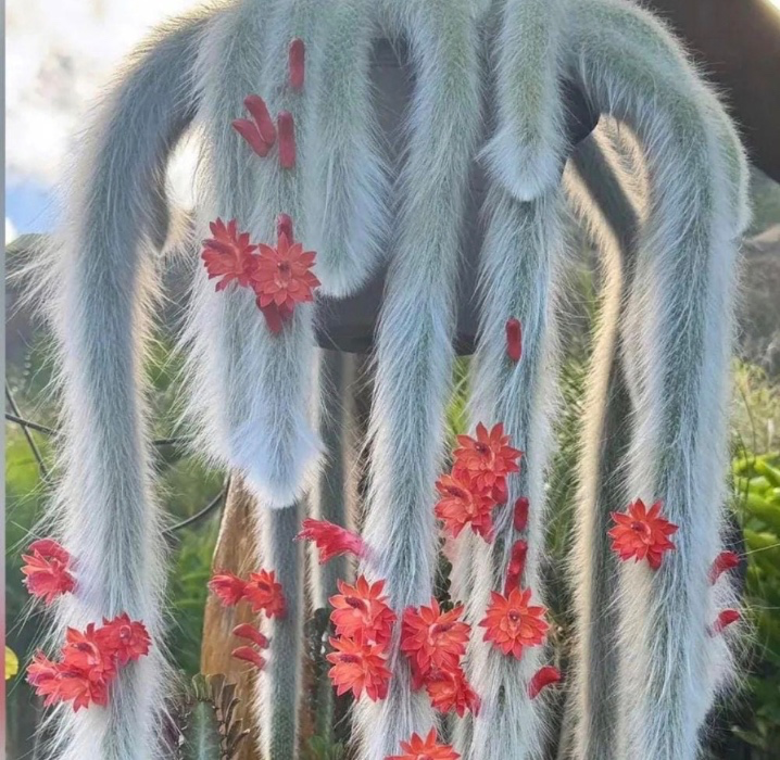 Monkey Tail Cactus 4 inch pot 5 Rooted Pieces Per Pot