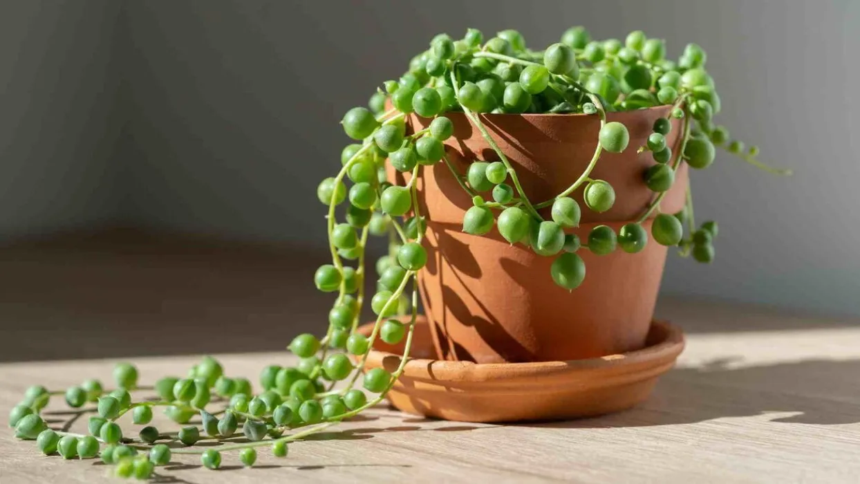 Plant Goddess