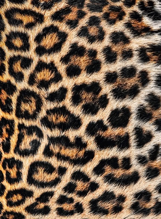 Everything leopard print!
