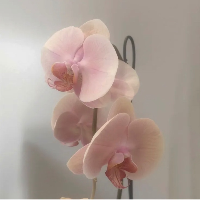 orchids  