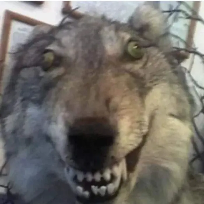 Bork 🐺