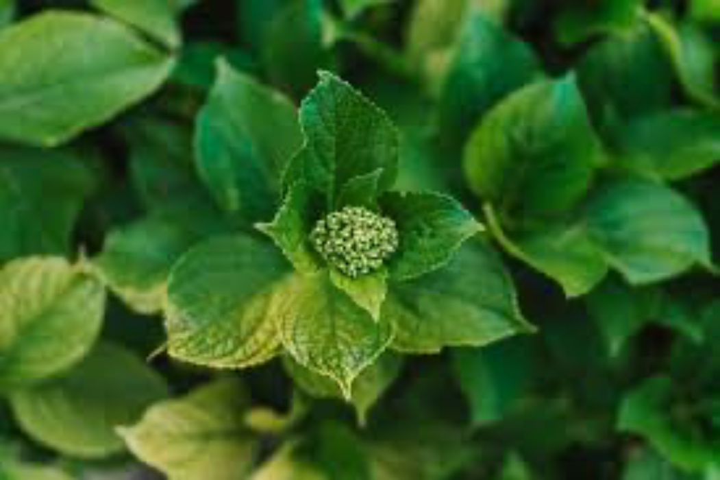 Green Flowers 💐 