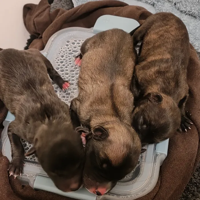 Puppy funds