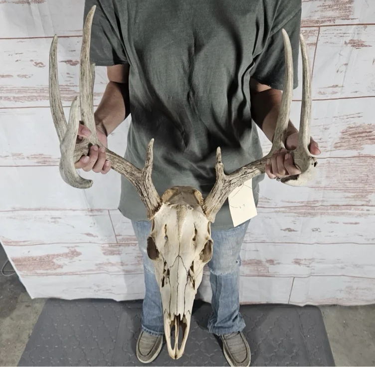 Deer Skull