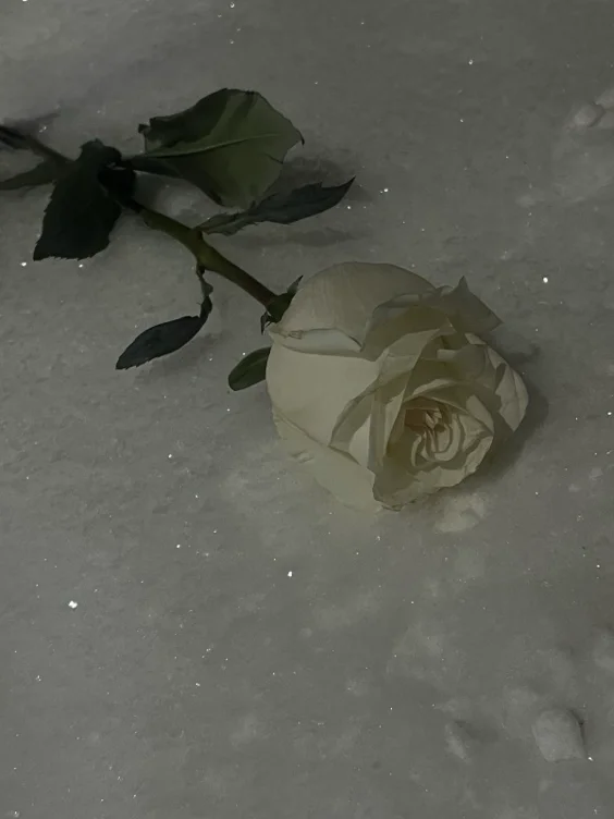 A Rose 