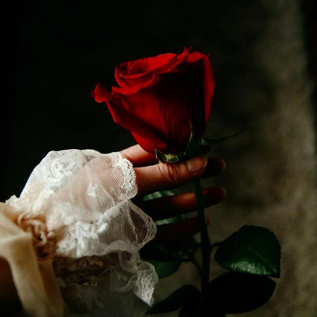 Roses + Flowers