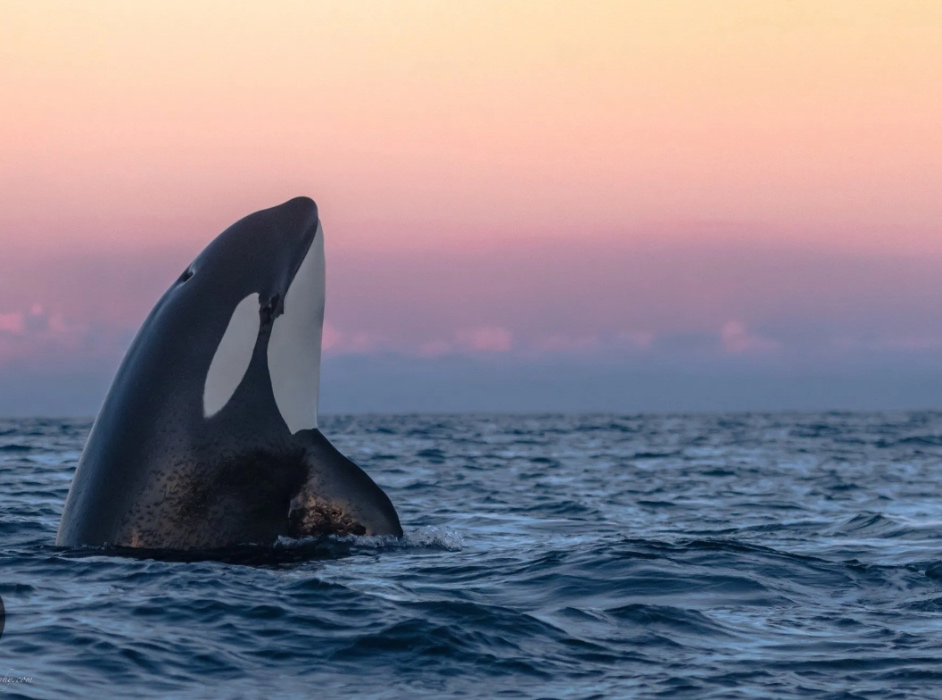 Swim with whales in Norway contribution