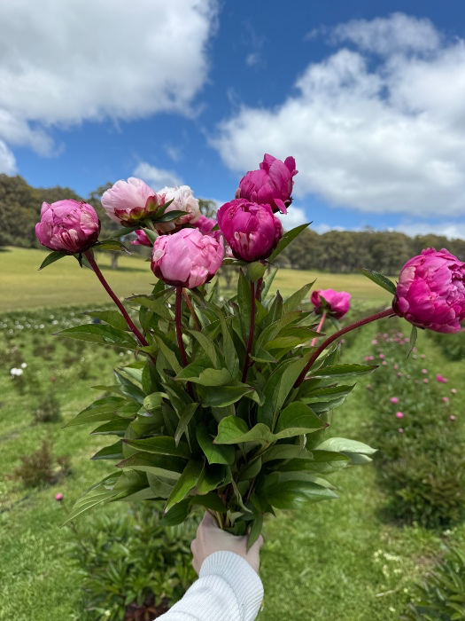 Small bouquet of flowers 