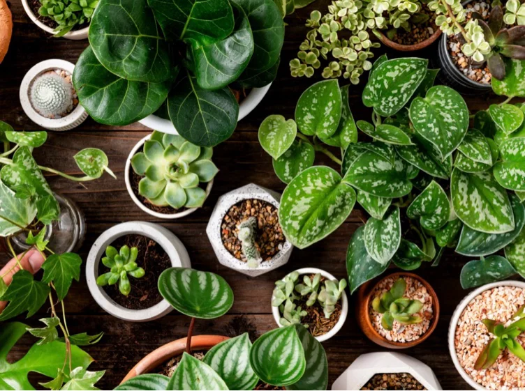 Plants