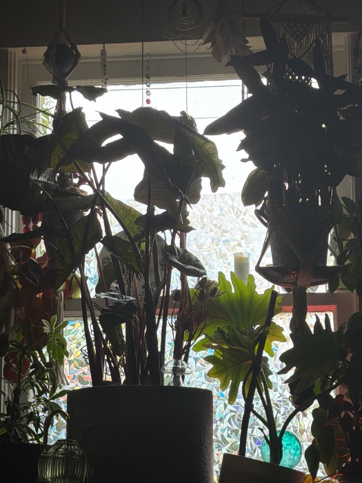 I love plants