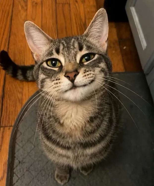 meow