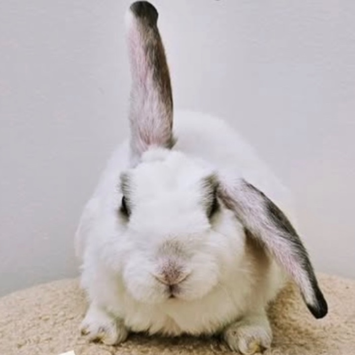 Bunny Cafe Visit