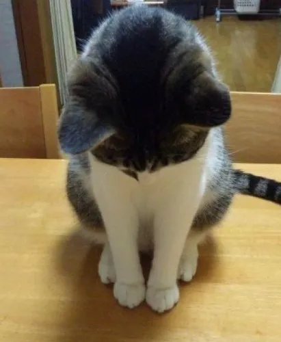 Apology 
