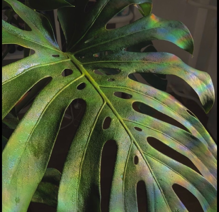 buy me a new plant 🌱 