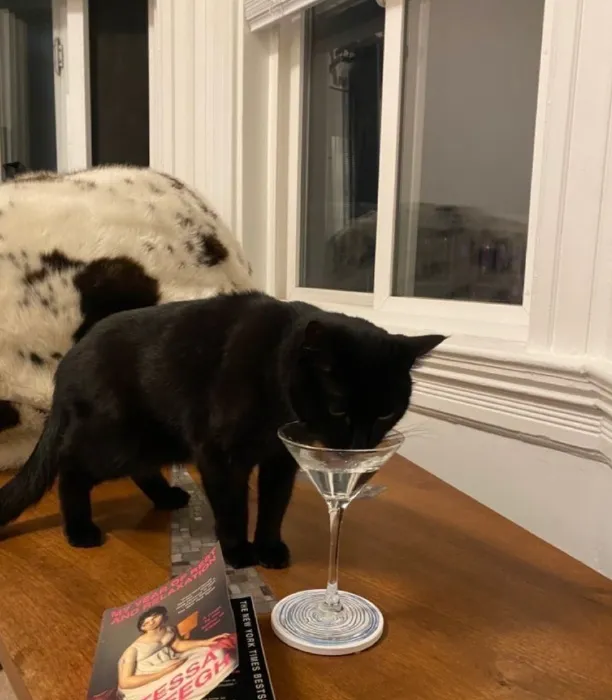 Spoiled Cat Society