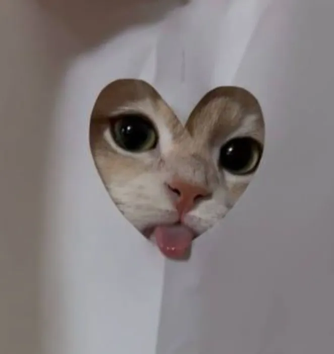 Cat accesories