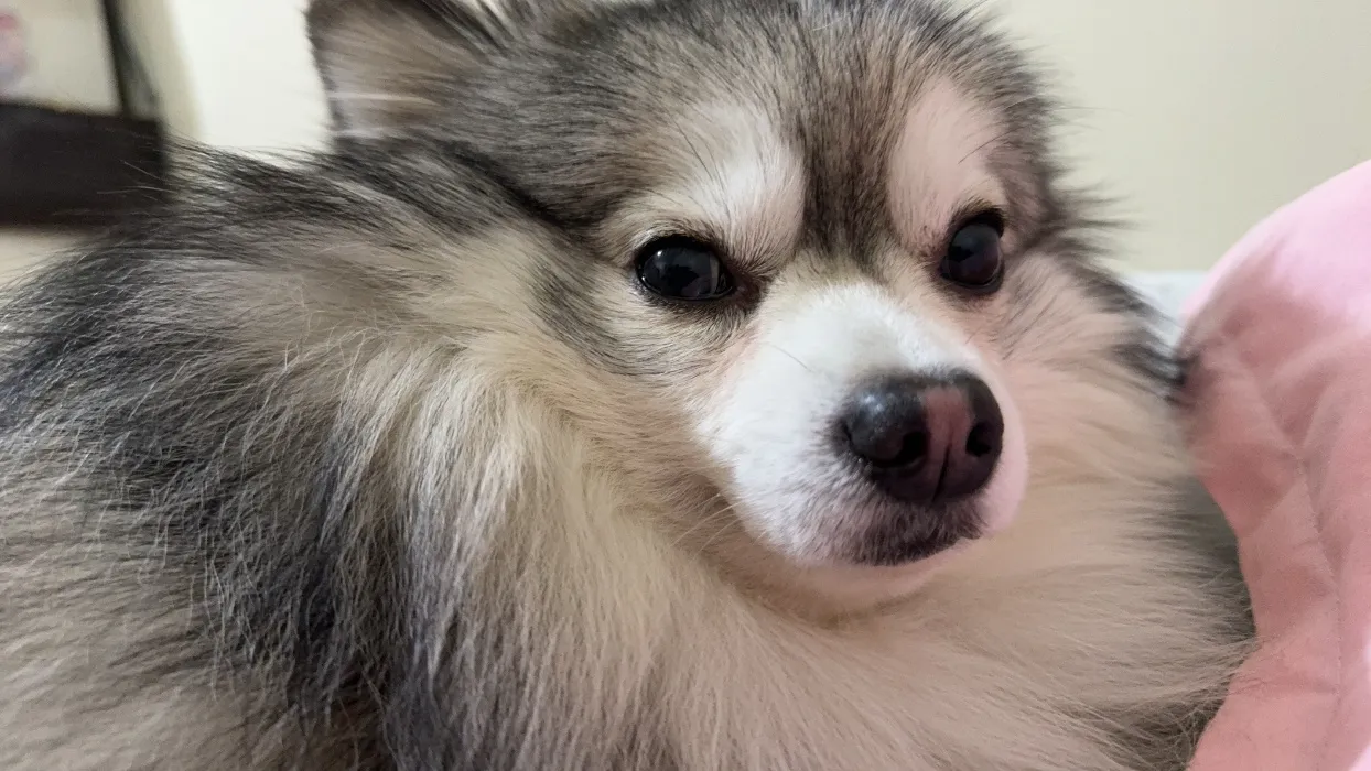 March Expenses for Asher's Diabetes Treatment