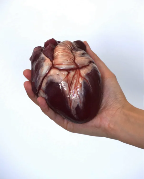 Human Heart prop for Vampy content