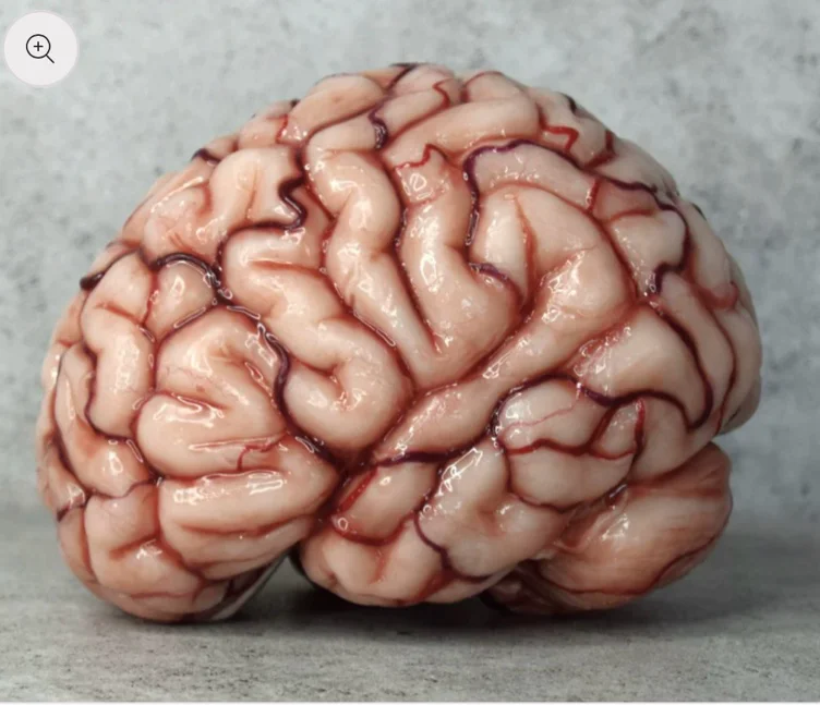Human Brain prop for Content