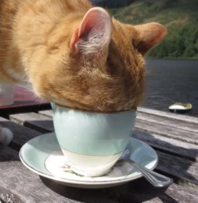 Cup of Tea