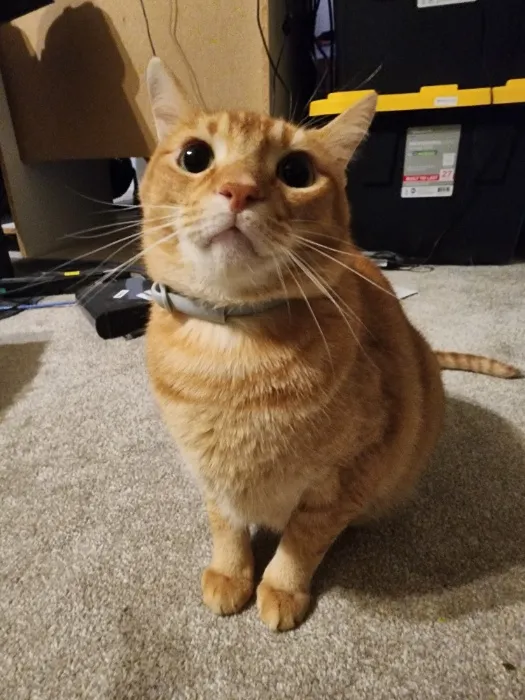 Give my cat a treat! 