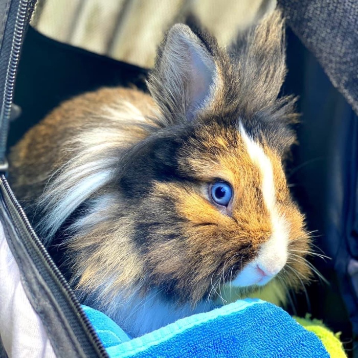 Treats for Lola🐰