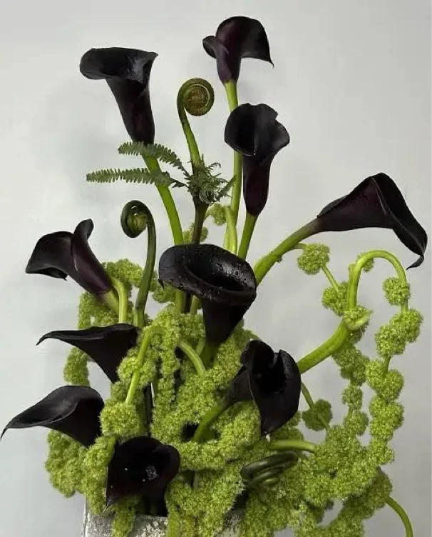 Black Calla Lillies 🖤