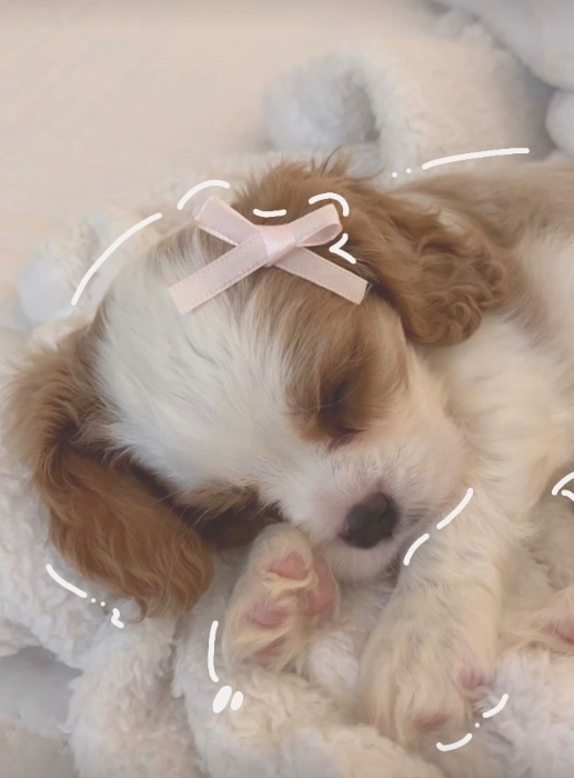 PUPPY PLAYROOM 🎀
