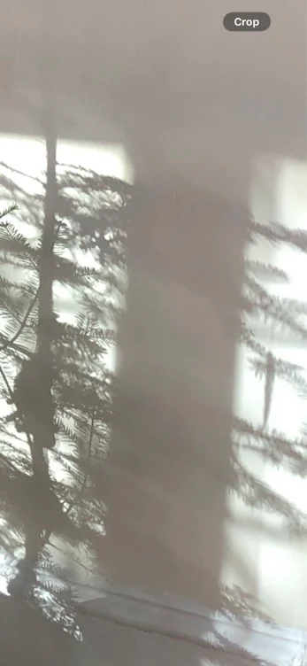 THE EGOLESS