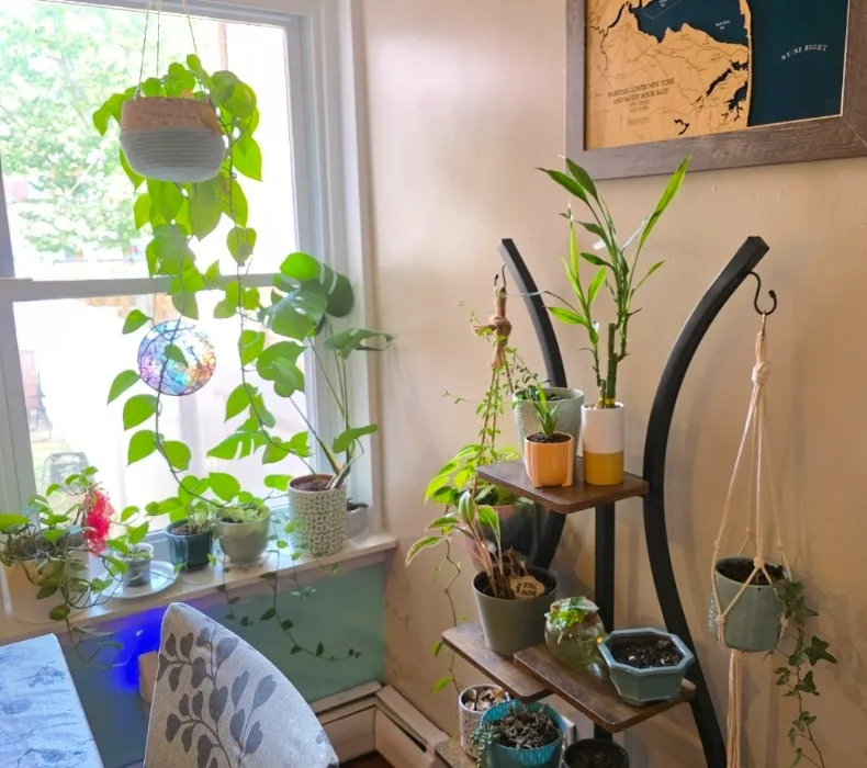 Plants