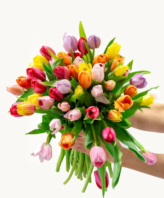 A Tulip For Ever