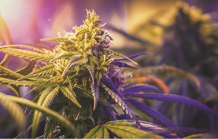 The Devil’s Lettuce