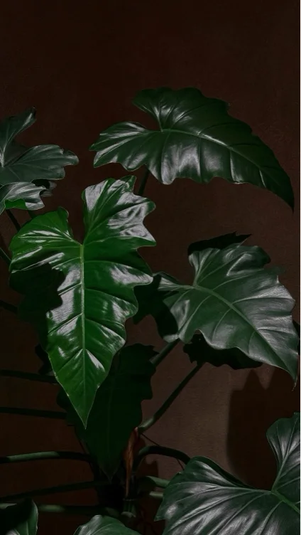 Indoor Plants ($35)