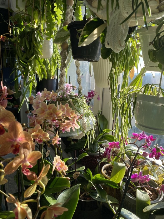 Plants Gifts